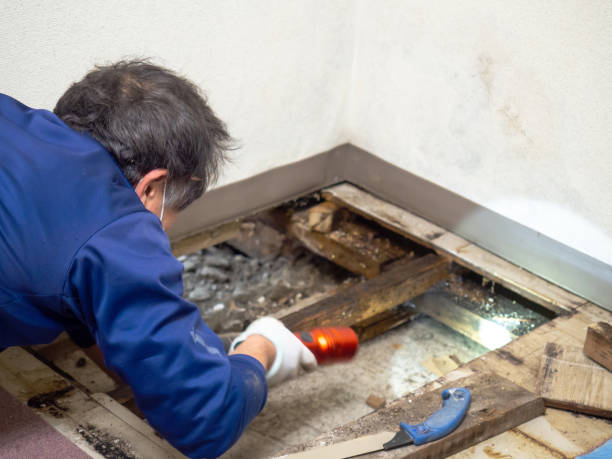 Best Emergency Mold Removal  in Egan, LA