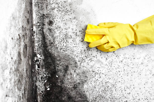 Best Mold Inspection  in Egan, LA