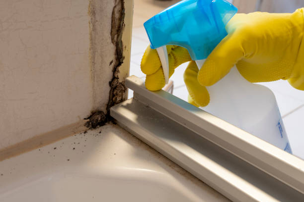 Best Black Mold Removal  in Egan, LA