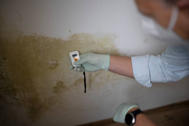 Best Toxic Mold Removal  in Egan, LA