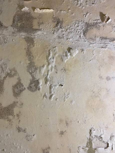 Best Certified Mold Removal  in Egan, LA