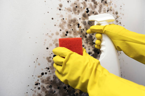 Best Mold Remediation  in Egan, LA