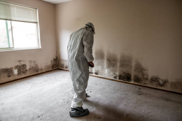Best Mold Remediation Services  in Egan, LA