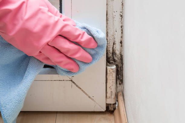 Best Office Mold Removal Services  in Egan, LA