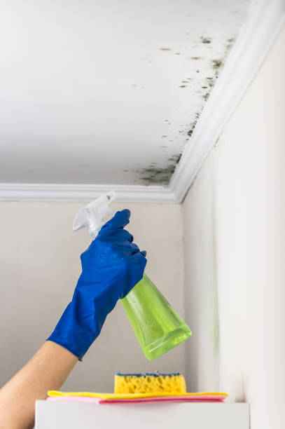 Best Residential Mold Removal  in Egan, LA